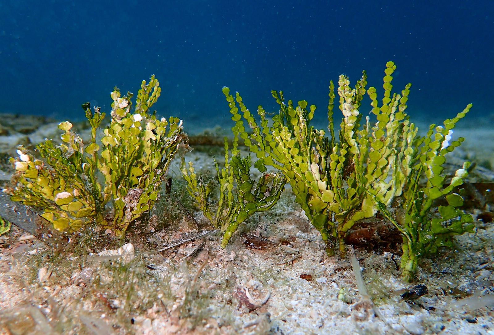 Halimeda incrassata